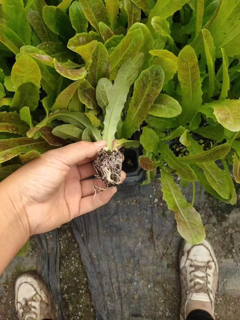红叶莴苣苗山东莴笋苗耐寒根系好苗场直发