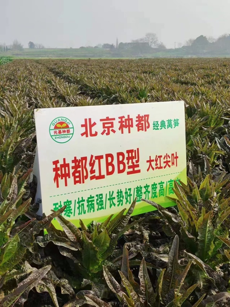 红叶莴苣苗山东莴笋苗耐寒根系好苗场直发