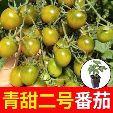 青甘二号番茄苗小绿圣女果苗西红柿苗甜度高技术指导