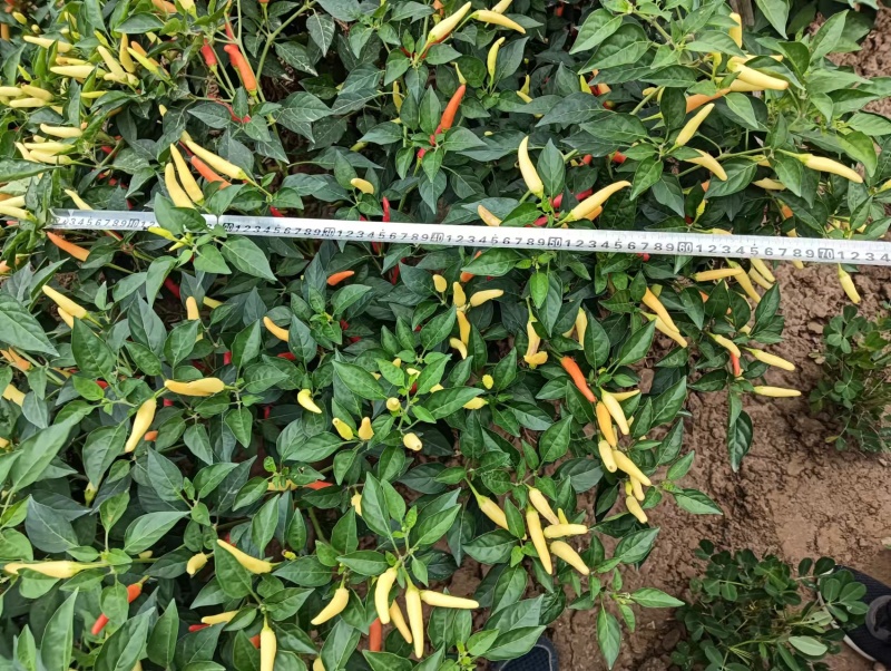 小米椒种子白玉小米辣种籽早中熟泡椒白米椒野山椒基地