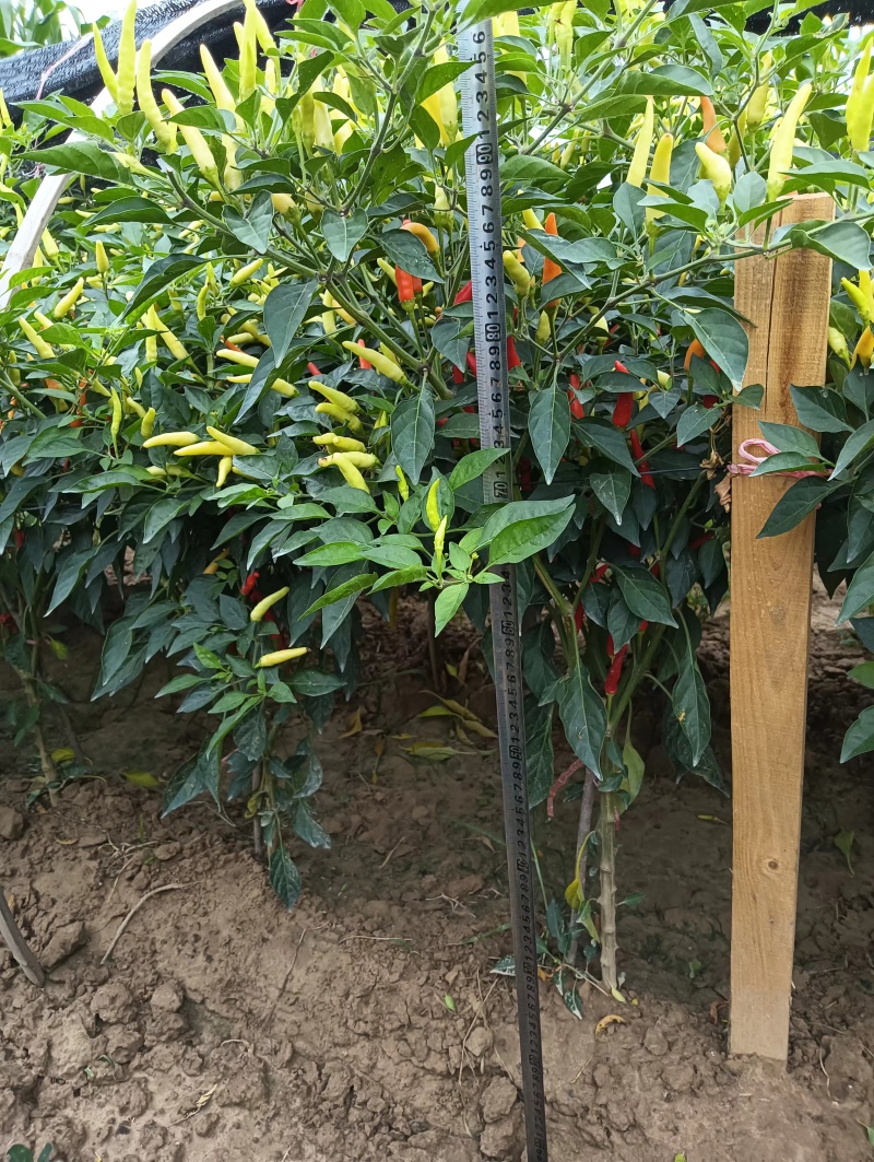 小米椒种子白玉小米辣种籽早中熟泡椒白米椒野山椒基地