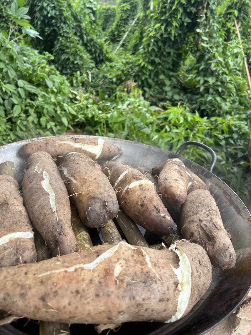 云南高山红土灵芝山药