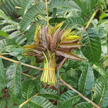 【精品香椿芽】红油6号香椿芽，大量新鲜供应保质保量价格实惠