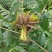 【精品香椿芽】红油6号香椿芽，大量新鲜供应保质保量价格实惠