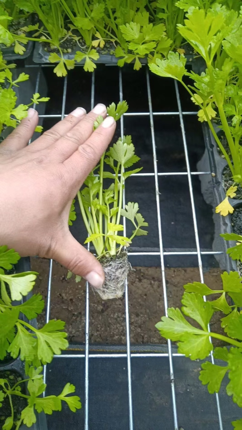 芹菜苗多颗芹菜苗单颗芹菜苗苗长直发技术指导