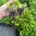 芹菜苗多颗芹菜苗单颗芹菜苗苗长直发技术指导