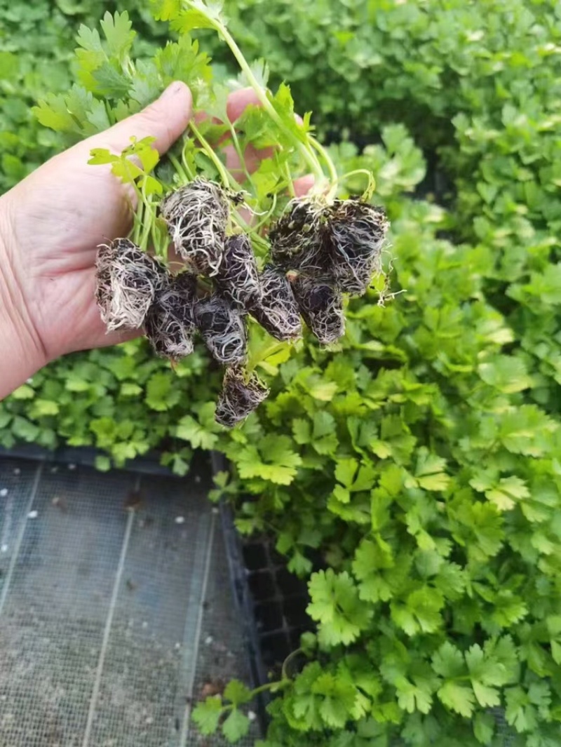 芹菜苗多颗芹菜苗单颗芹菜苗苗长直发技术指导