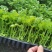 芹菜苗多颗芹菜苗单颗芹菜苗苗长直发技术指导
