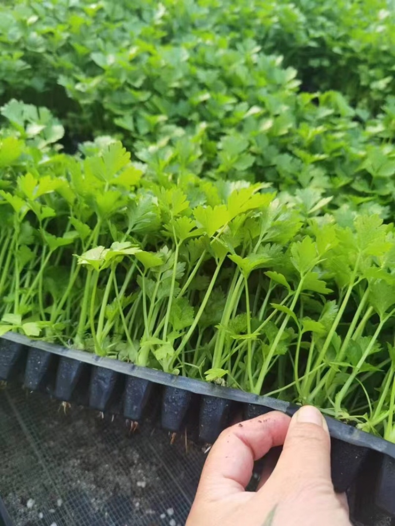芹菜苗多颗芹菜苗单颗芹菜苗苗长直发技术指导