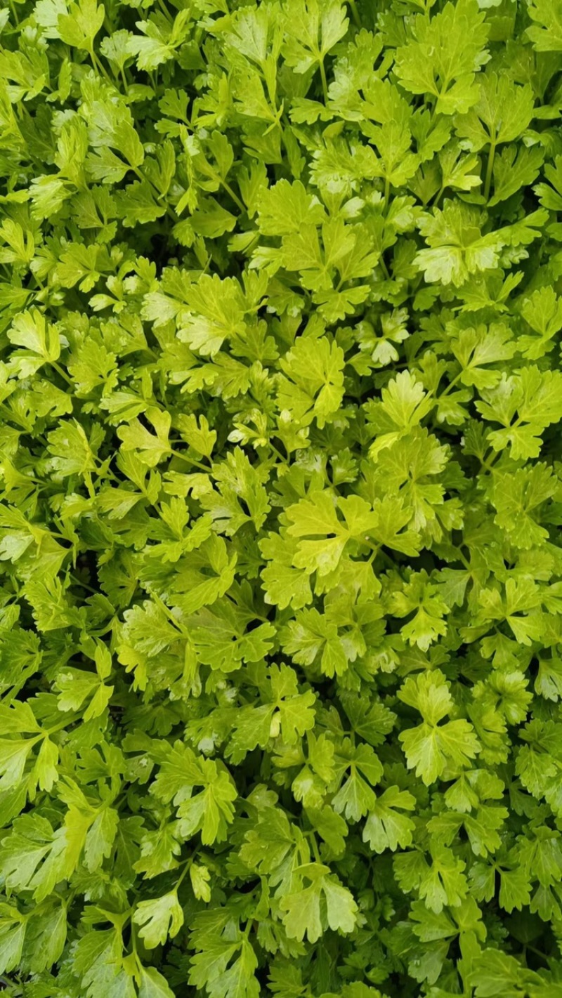 芹菜苗多颗芹菜苗单颗芹菜苗苗长直发技术指导