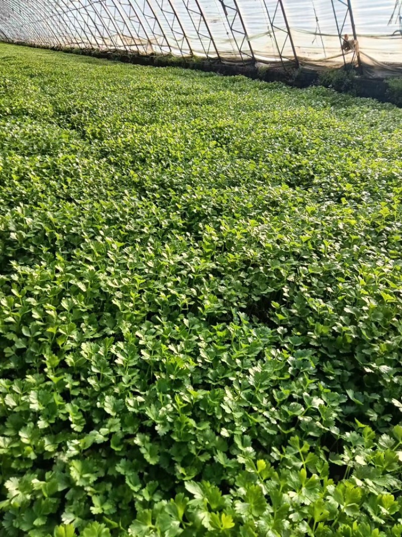 芹菜苗多颗芹菜苗单颗芹菜苗苗长直发技术指导