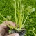 芹菜苗多颗芹菜苗单颗芹菜苗苗长直发技术指导