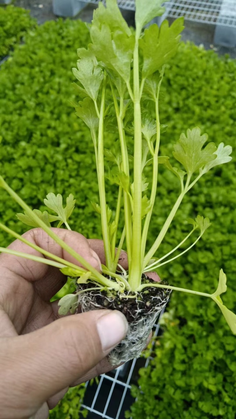 芹菜苗多颗芹菜苗单颗芹菜苗苗长直发技术指导
