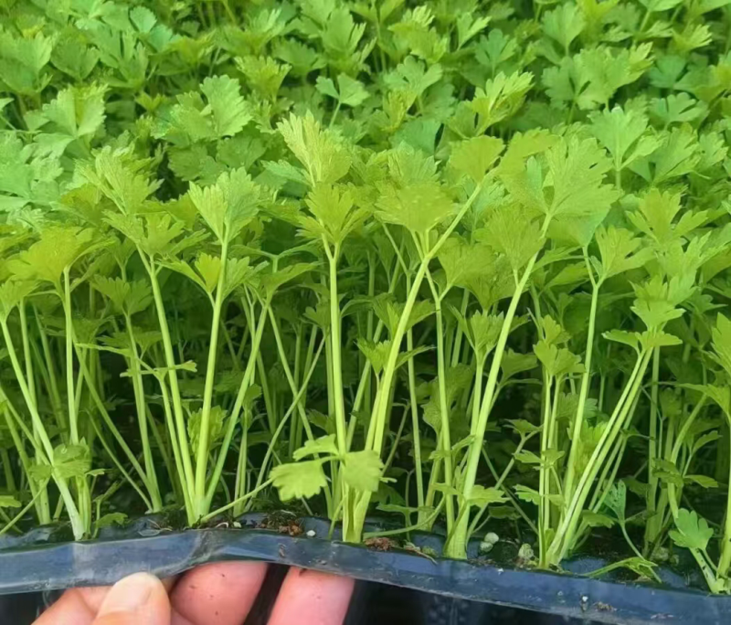 芹菜苗多颗芹菜苗单颗芹菜苗苗长直发技术指导