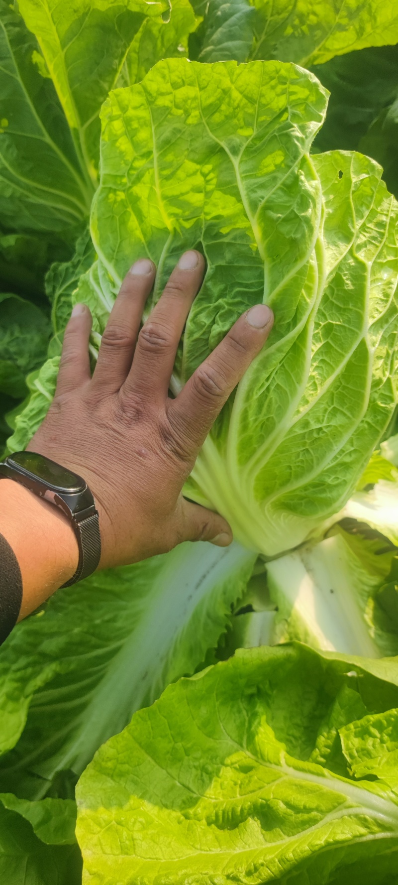 黄心白菜，包头白菜，小黄心，净菜。本地包头白菜，包头白菜