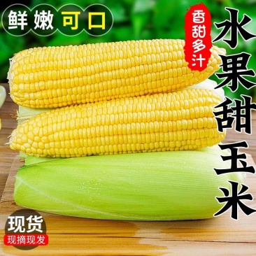 【水果玉米】甜玉米/湖北太阳花玉米/产地货源/欢迎采购