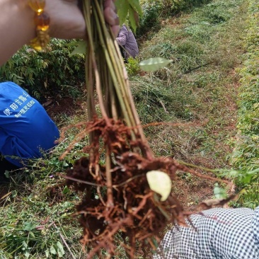 【香椿苗】云南楚雄香椿苗现挖现发品种纯正红油香椿苗