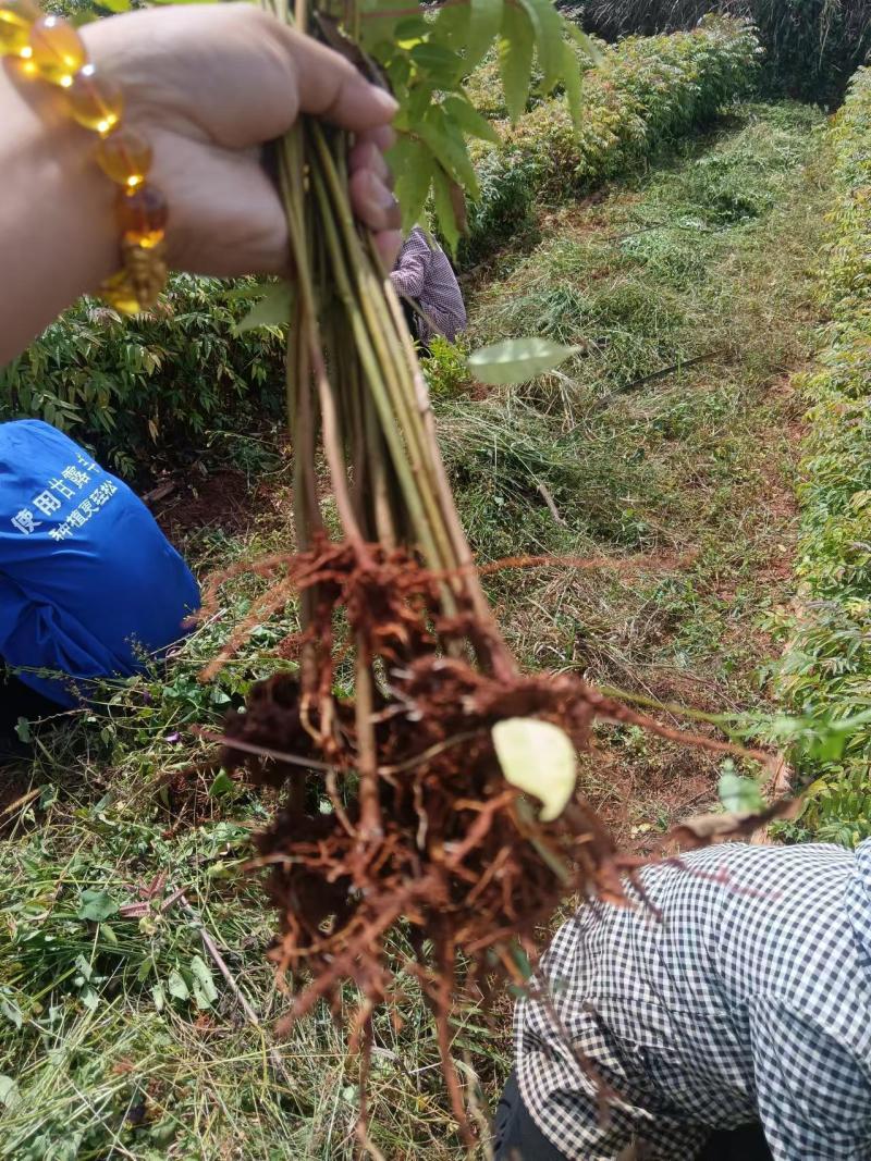 【香椿苗】云南楚雄香椿苗现挖现发品种纯正红油香椿苗