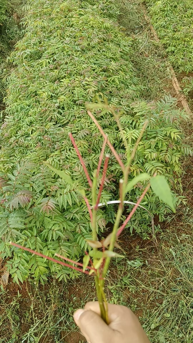 【香椿苗】云南楚雄香椿苗现挖现发品种纯正红油香椿苗