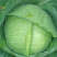 【包菜】湖北扁包菜/大量上市/价格便宜/整车发货
