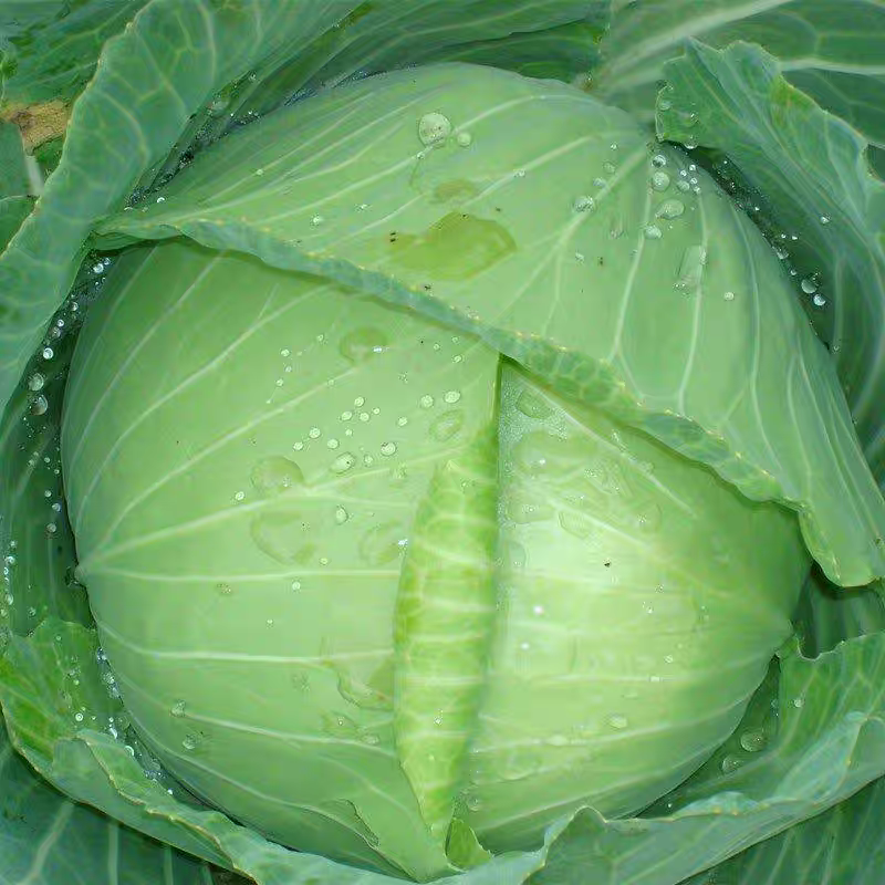 【包菜】湖北扁包菜/大量上市/价格便宜/整车发货