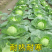 【包菜】湖北扁包菜/大量上市/价格便宜/整车发货
