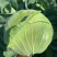 【包菜】湖北扁包菜/大量上市/价格便宜/整车发货