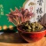 【香椿酱】云南香椿酱大量供货产地直发货源稳定正宗红油香椿酱