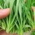 面条菜便宜了便宜了便宜了