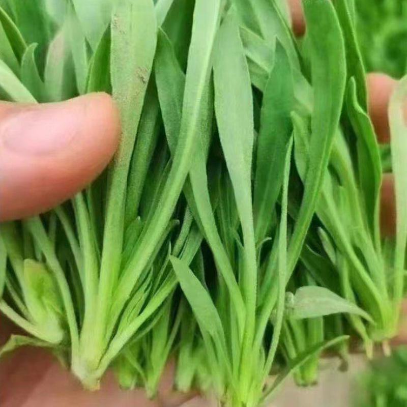面条菜便宜了便宜了便宜了