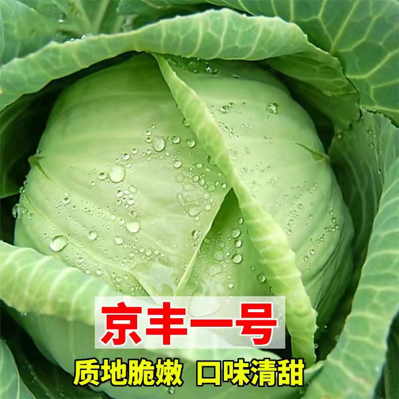 【京丰一号】湖北甘蓝/产地一手/承接电商/整车批发