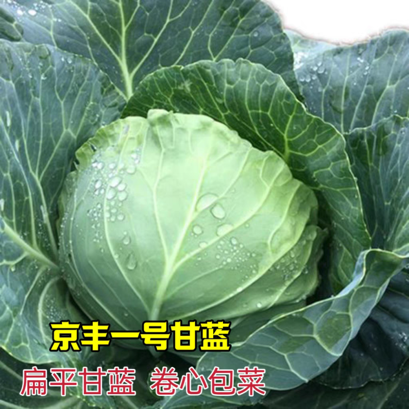 【京丰一号】湖北甘蓝/产地一手/承接电商/整车批发