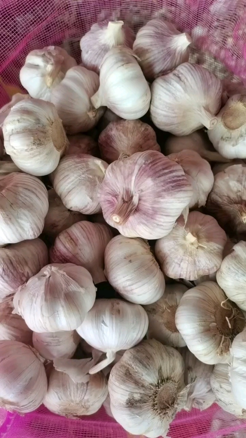 山东大蒜金乡紫皮蒜干蒜货源充足量大从优全国发货
