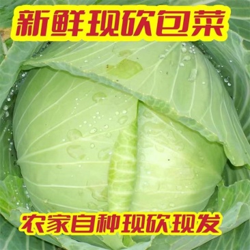 【包菜】湖北扁包菜/大量上市/价格便宜/整车发货
