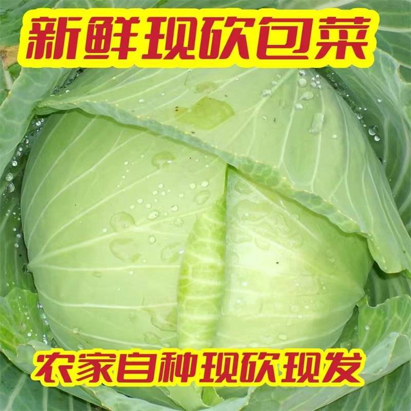 【包菜】湖北扁包菜/大量上市/价格便宜/整车发货