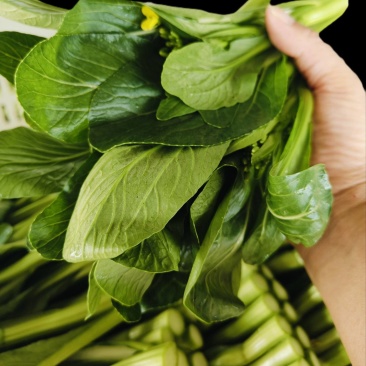 大基地人工菜苔品质稳定，定期测试农药残留指标。