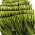 大基地人工菜苔品质稳定，定期测试农药残留指标。