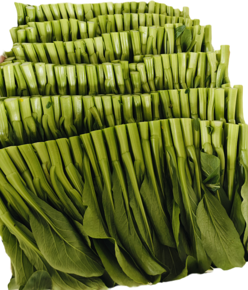 大基地人工菜苔品质稳定，定期测试农药残留指标。