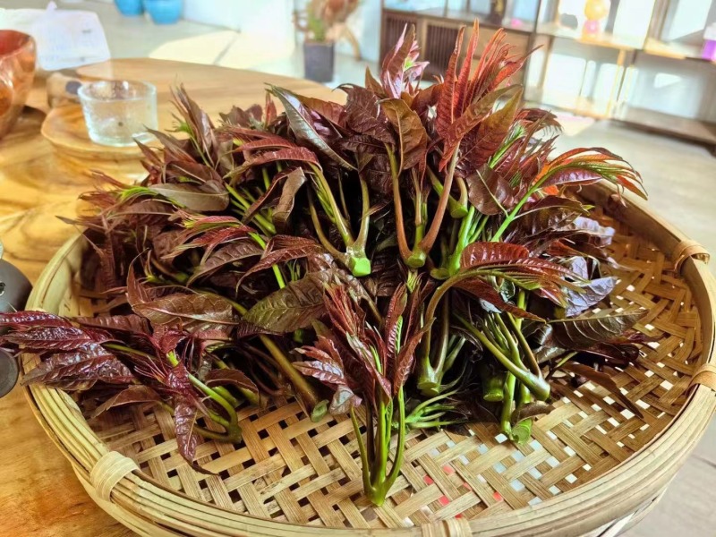 【精品香椿芽】红油6号香椿芽，大量新鲜供应保质保量价格实惠