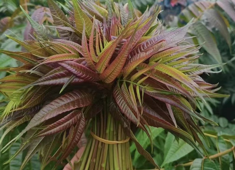 【精品香椿芽】红油6号香椿芽，大量新鲜供应保质保量价格实惠