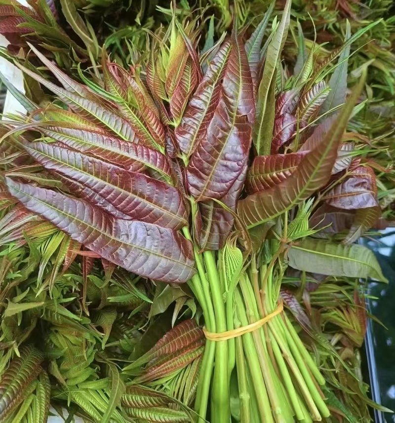 【精品香椿芽】红油6号香椿芽，大量新鲜供应保质保量价格实惠