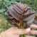 【精品香椿芽】红油6号香椿芽，大量新鲜供应保质保量价格实惠