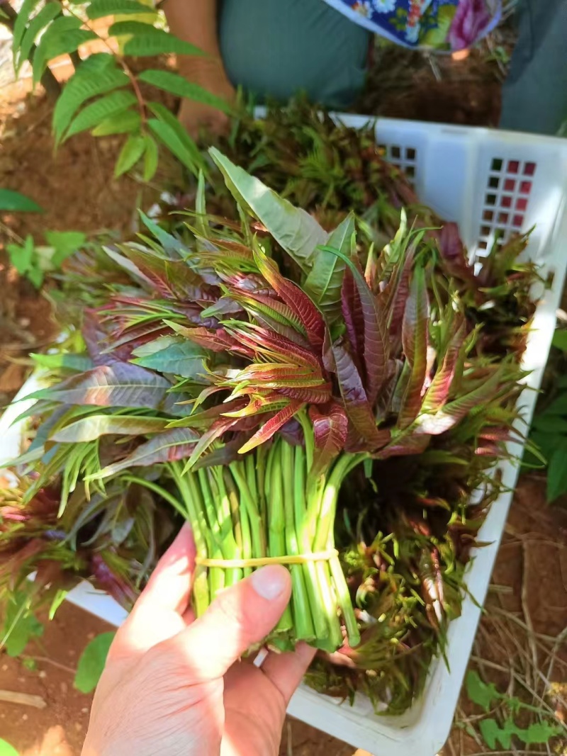 【精品香椿芽】红油6号香椿芽，大量新鲜供应保质保量价格实惠