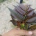 【精品香椿芽】红油6号香椿芽，大量新鲜供应保质保量价格实惠