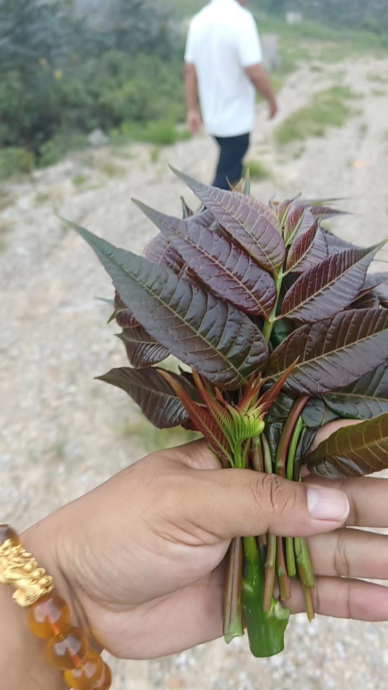【精品香椿芽】红油6号香椿芽，大量新鲜供应保质保量价格实惠