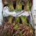 【精品香椿芽】红油6号香椿芽，大量新鲜供应保质保量价格实惠