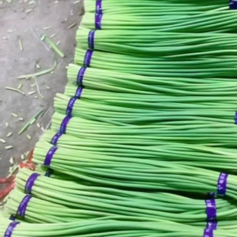 山东蒜薹金乡红帽蒜薹产地直发量大从优全国发货欢迎联系