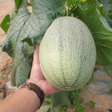【实力海南晓密品质保证，产地直发，价优欢迎