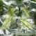 云南贡菜真空包装优质火锅干贡菜货源稳定产地直发量大优惠