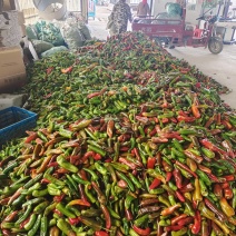紫椒，大棚紫椒，15-20厘米，个头大，硬度好